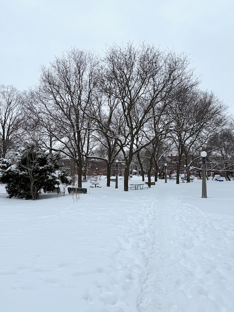 Dundonald Park. Stay tunned for the same photo in summer