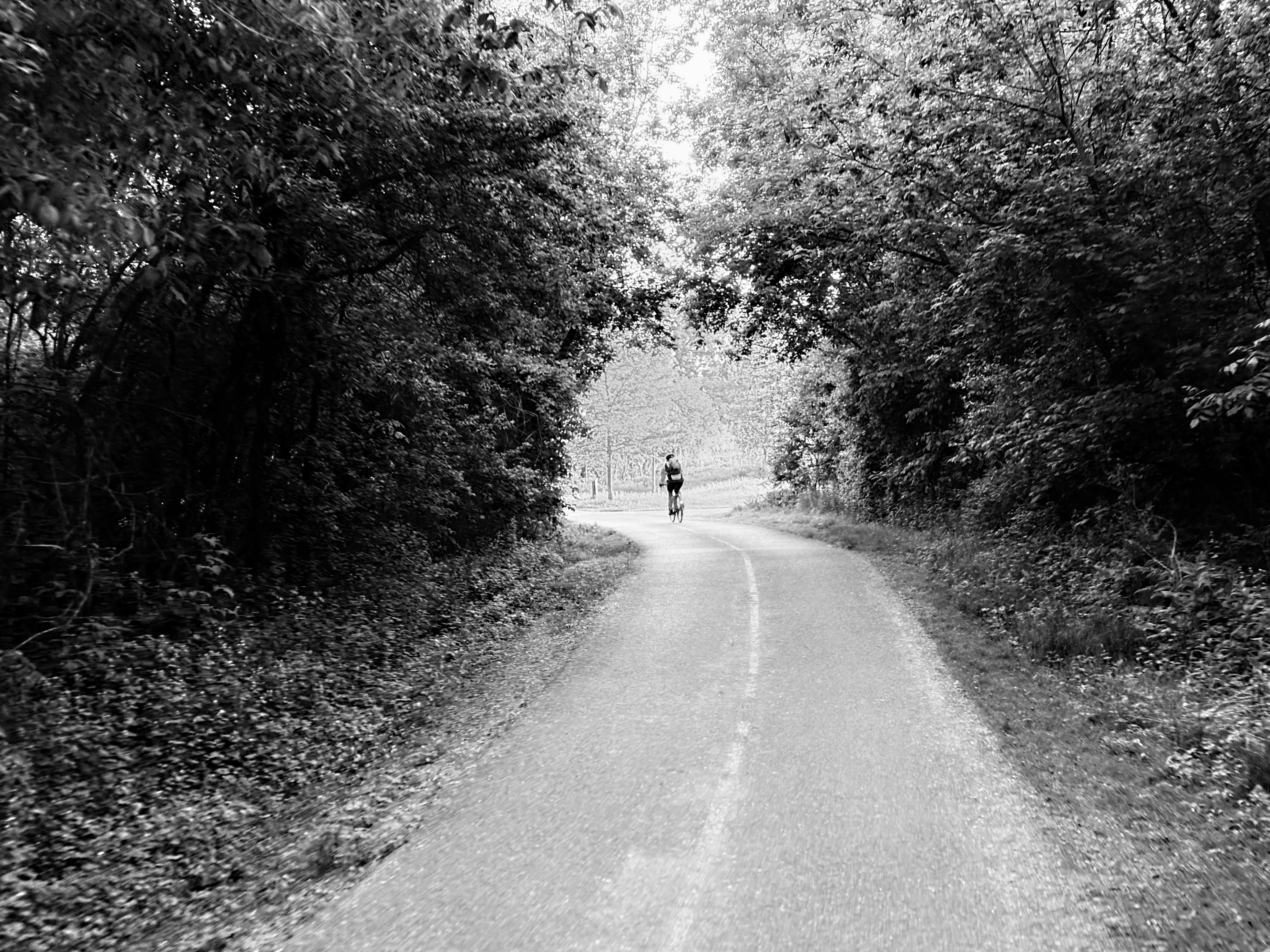 A cyclist between the trees