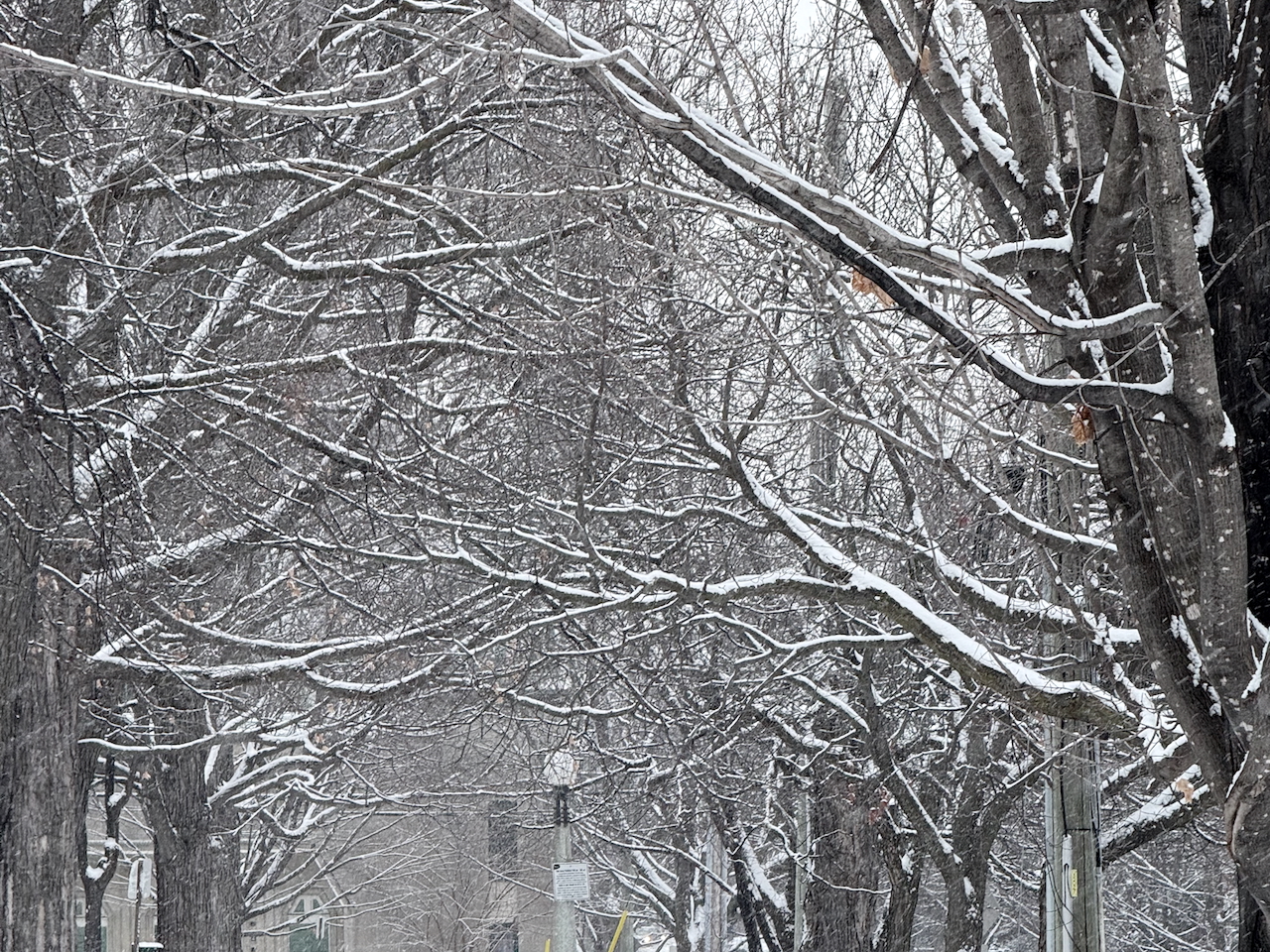 Dundonald Park, Jan 25 2025