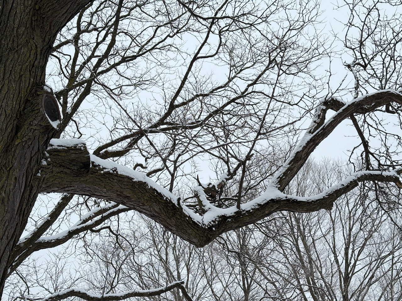 Dundonald Park, Jan 25 2025