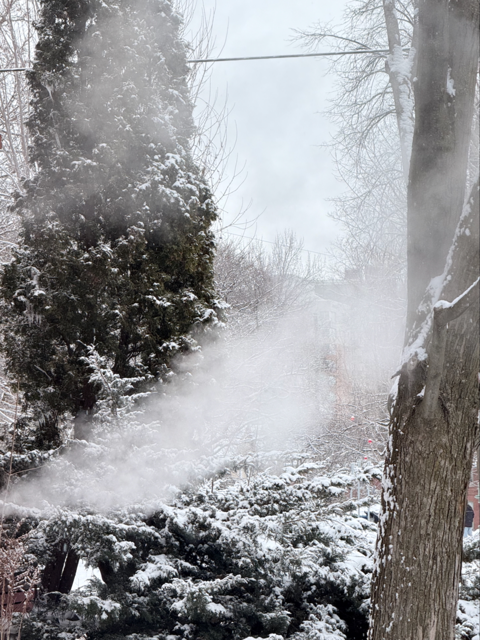 Dundonald Park, Jan 25 2025